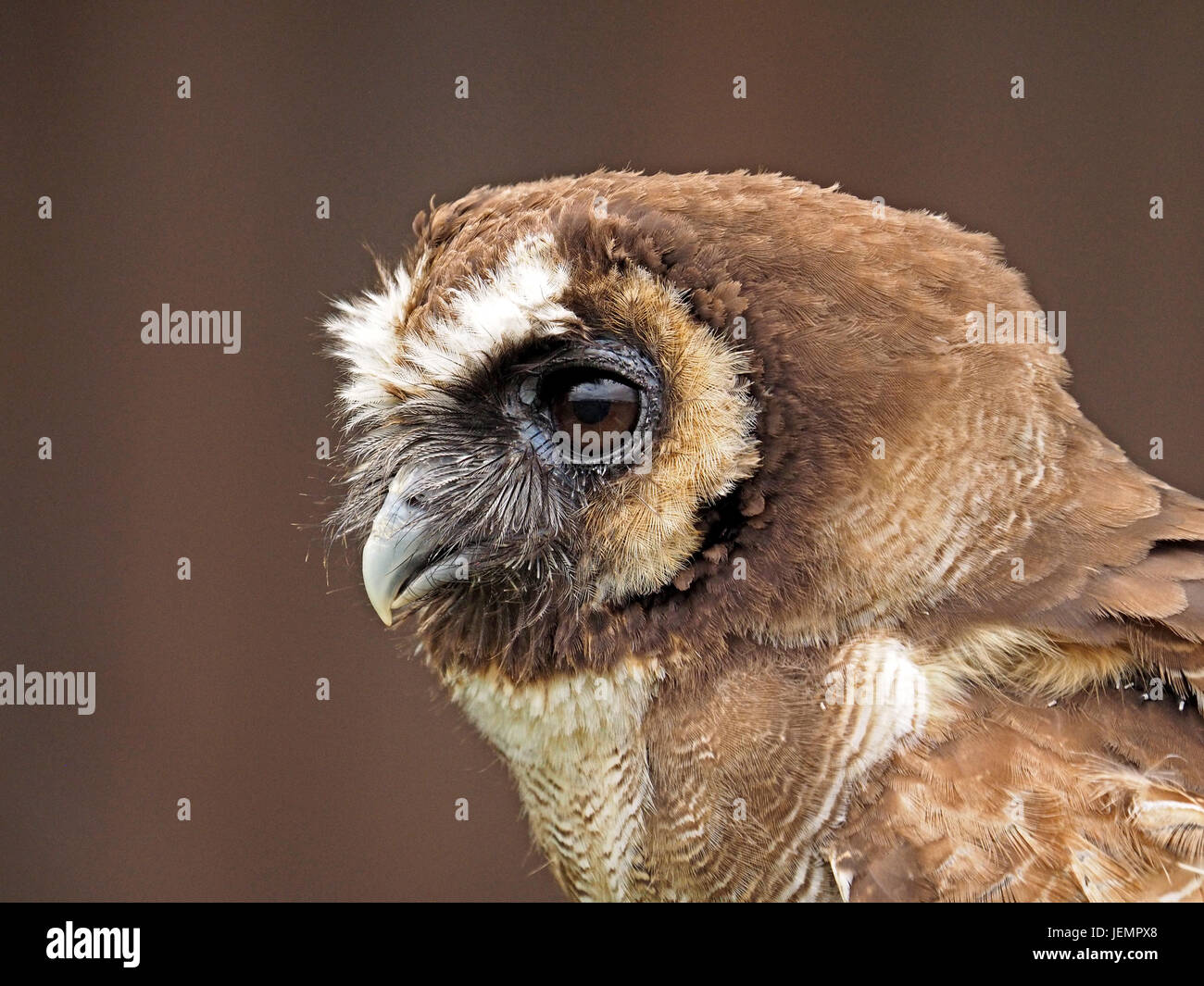 Porträt von aufmerksamen gefangen asiatischen braun Holz Eule (Strix Leptogrammica) in einer Falknerei in Oxfordshire, England UK Stockfoto
