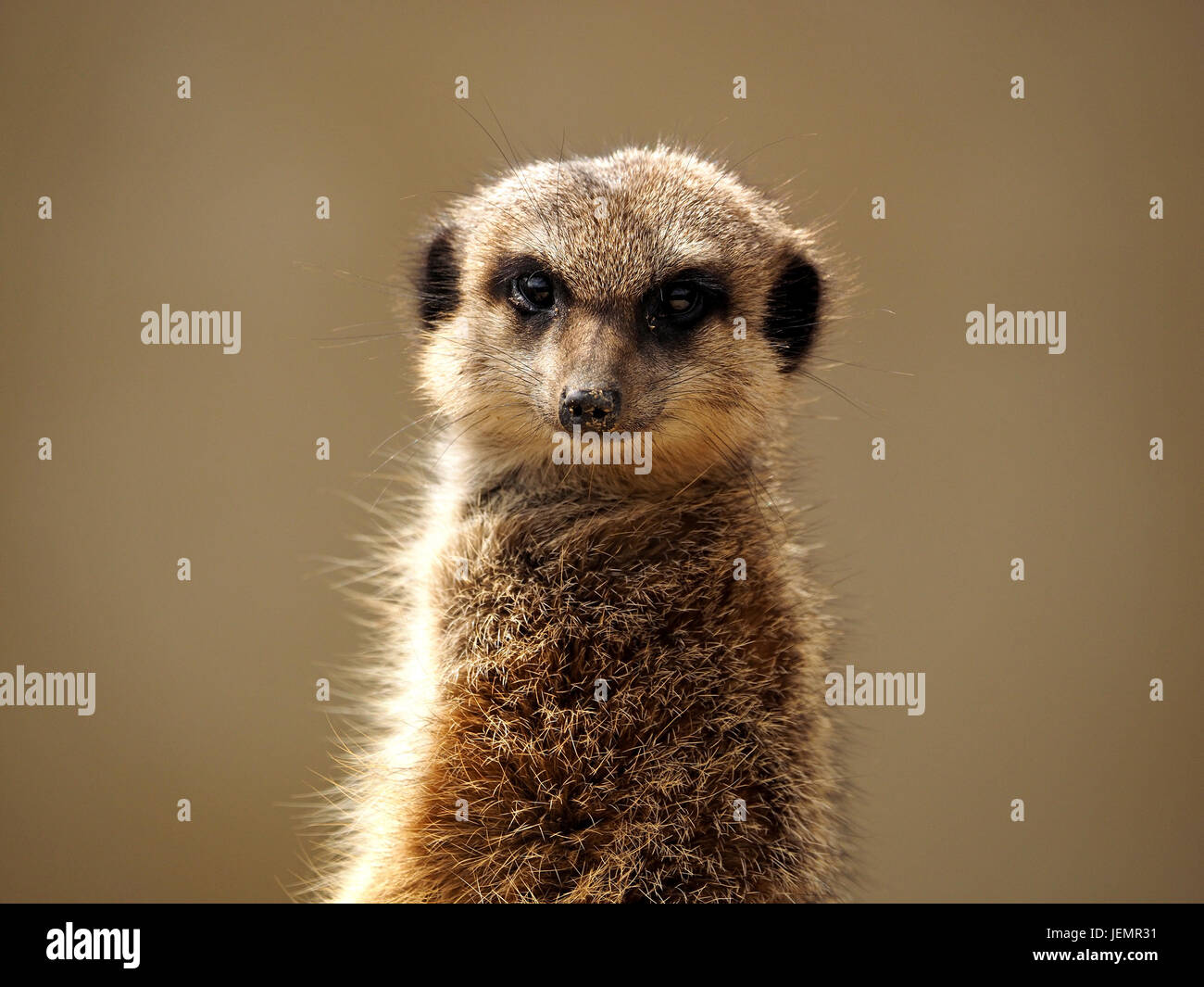 typische wachsamen Sentry Erdmännchen oder Suricate (Suricata Suricatta) halten Wache über den Clan in einer Falknerei in Oxfordshire, England UK Stockfoto