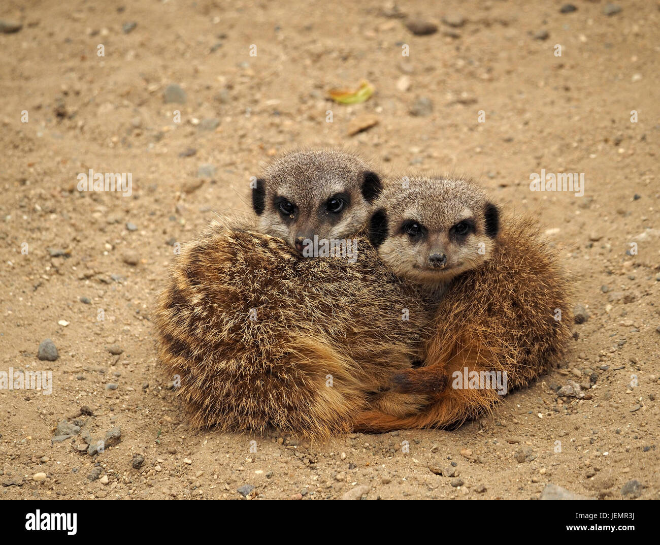 Zwei pelzigen gefangen Erdmännchen oder Suricates (Suricata Suricatta) kuscheln zusammen für Komfort & Begleitung bei einer Falknerei Zentrum in Oxfordshire Stockfoto Zwei pelzigen gefangen Erdmännchen oder Suricates (Suricata Suricatta) kuscheln zusammen für Komfort & Begleitung bei einer Falknerei Zentrum in Oxfordshire Stockfoto