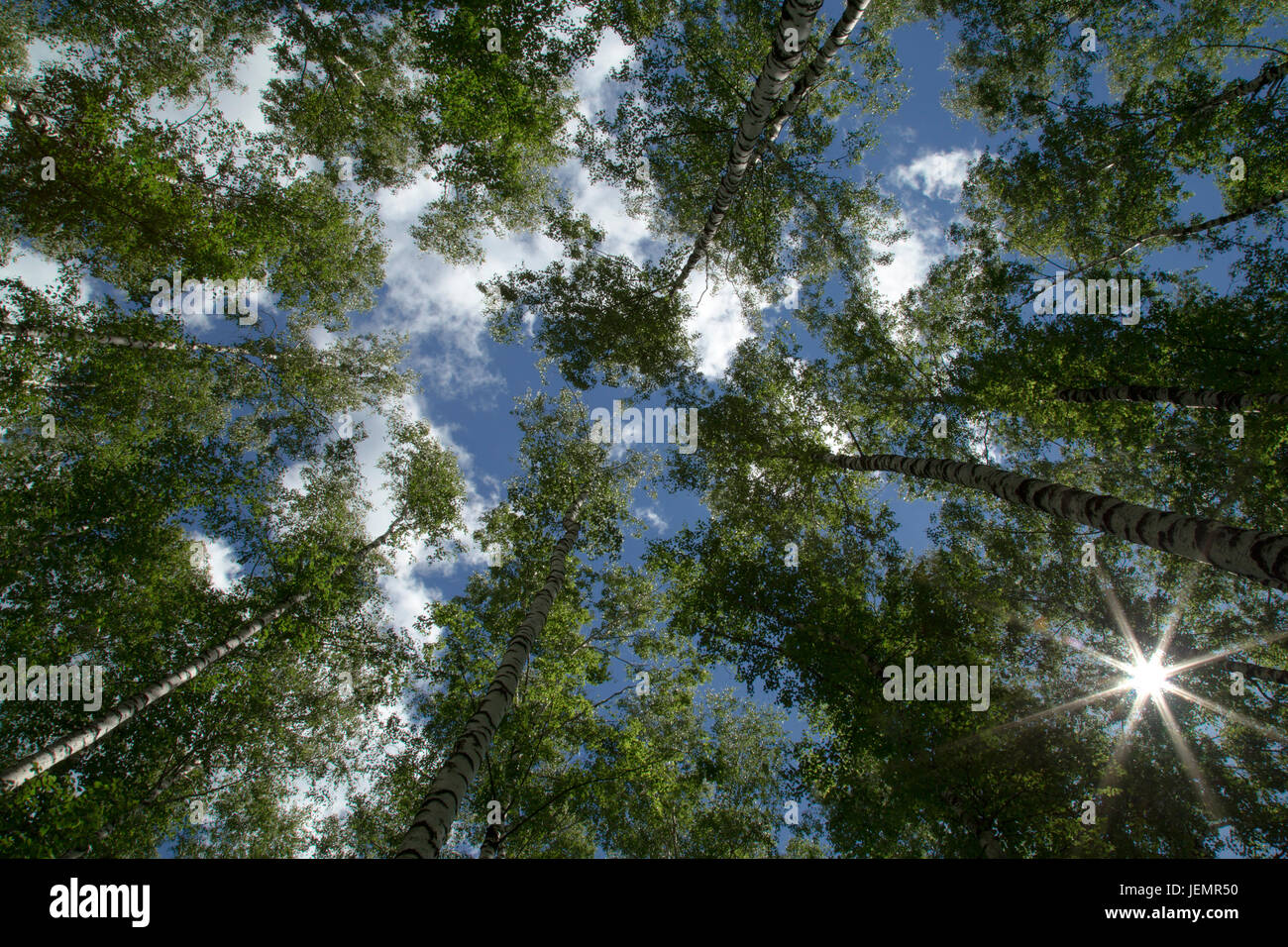 Sterne-geformte Sonnenstrahlen durch die grünen Blätter der hohen Bäume im Sommer Wald Stockfoto