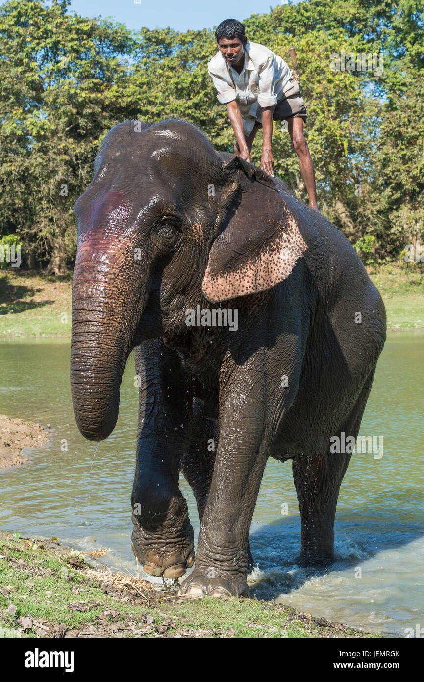 Mahout stehen auf der Rückseite der seine indische Elefant (Elephas Maximus Indicus) und einem Bad im Fluss, Kaziranga Nationalpark, Assam, Indien Stockfoto