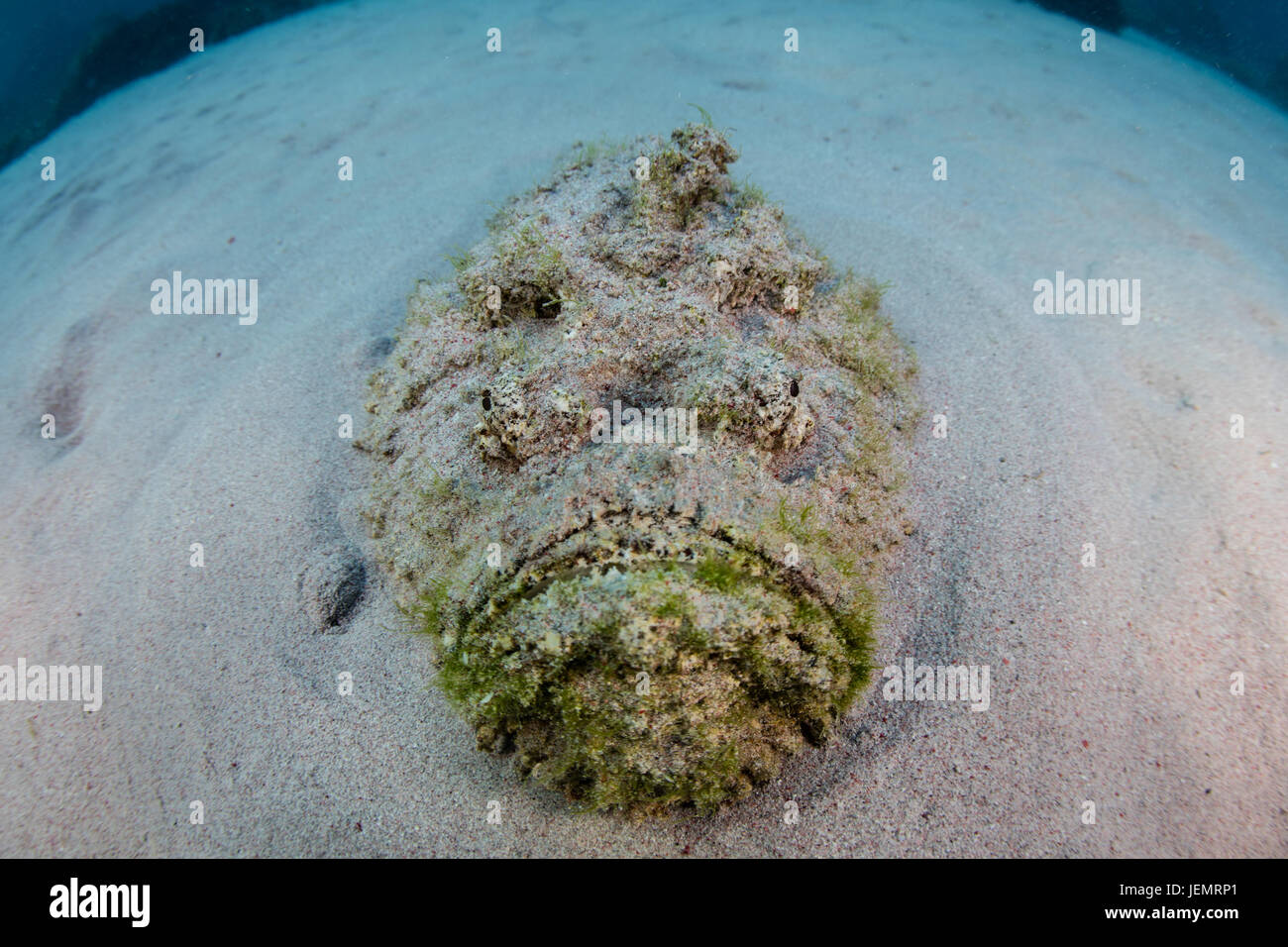 Eine räuberische Steinfisch (Synanceia verzweigt) liegt getarnt in den sandigen Meeresboden des Komodo Nationalparks, Indonesien. Dies ist der giftigsten Fisch Stockfoto