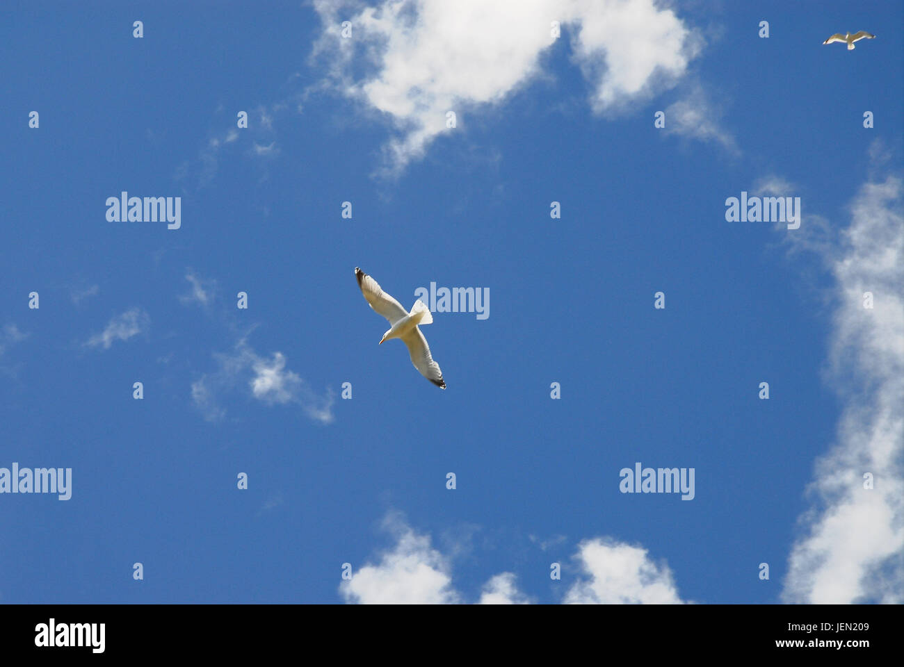 Portland, Dorset, UK. 26. Juni 2017. Möwen genießen Sie Segelfliegen in der außergewöhnlich warmen und sonnigen Wetter in Portland Credit: Stuart Fretwell/Alamy Live-Nachrichten Stockfoto