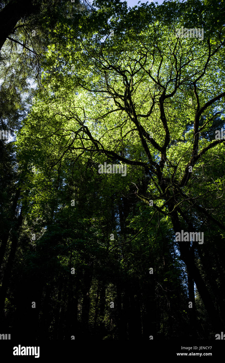 Baumdach am Muir Woods National Monument, Kalifornien, USA Stockfoto