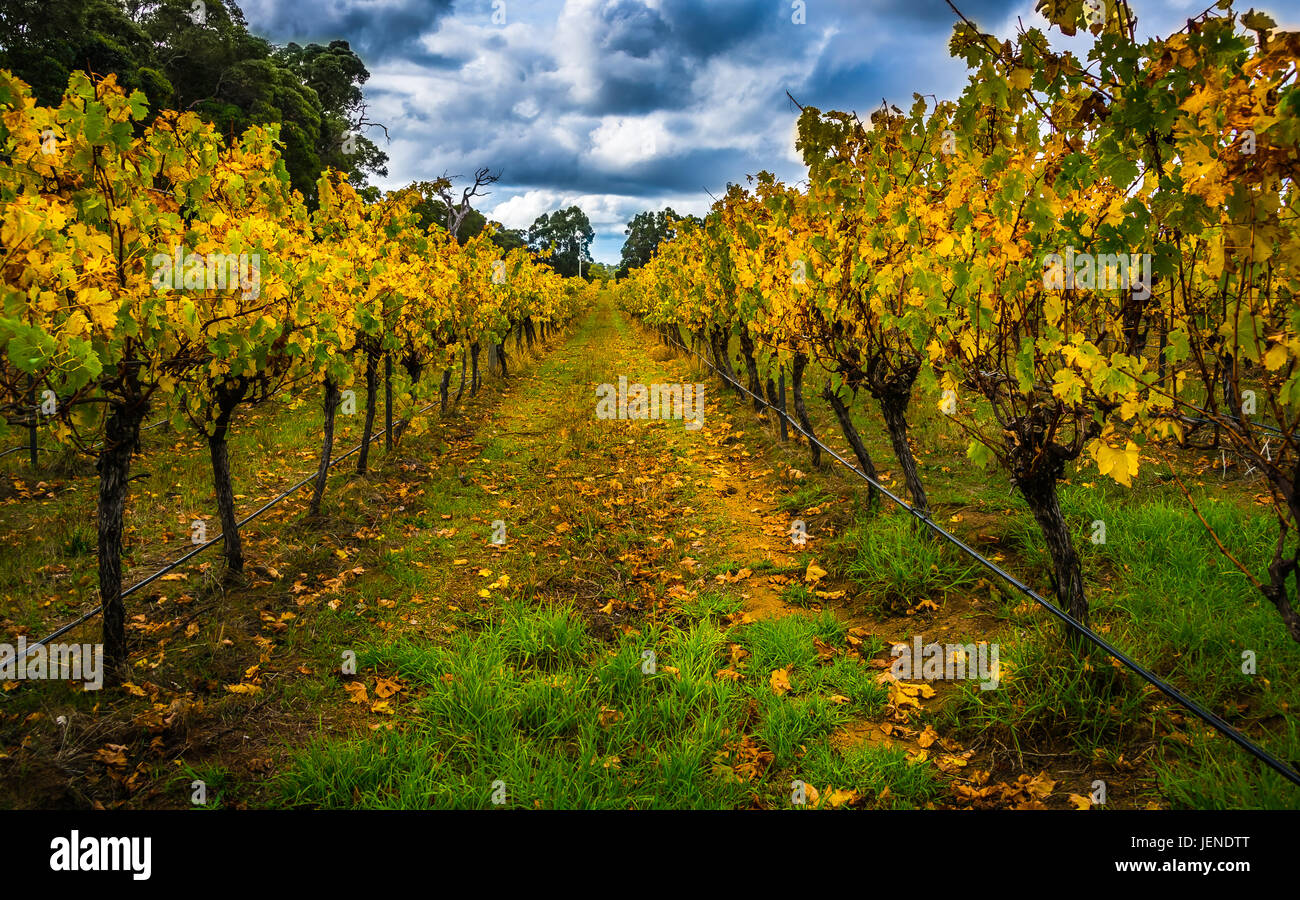 Herbstliche Reben im Weinberg, Chidlow, Western Australia, Australien Stockfoto Herbstliche Reben im Weinberg, Chidlow, Western Australia, Australien Stockfoto