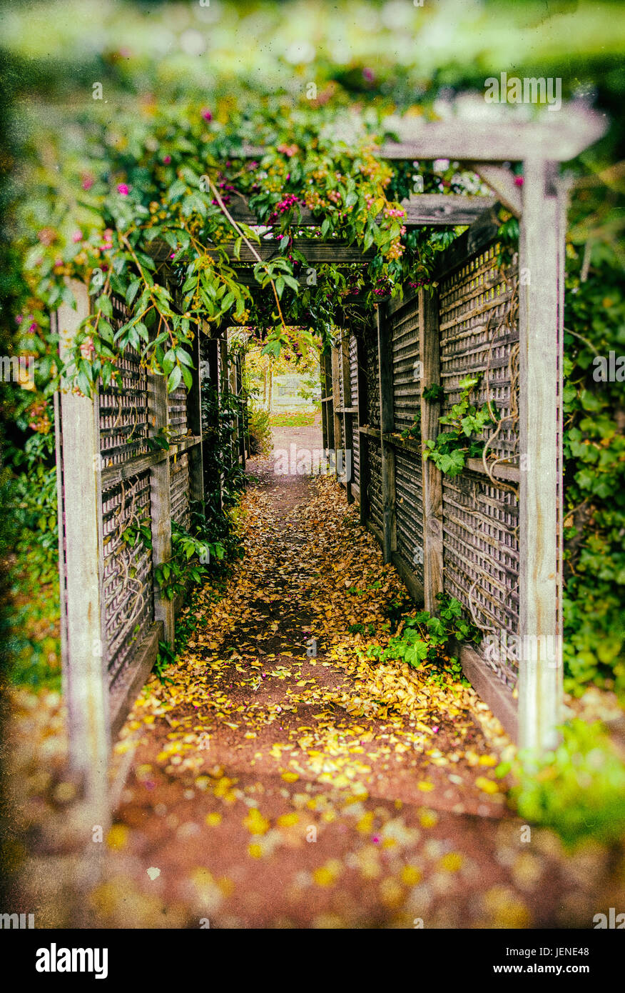 Pergola bedeckt in Pflanzen im Herbst, Margaret River, western Australia, Australien Stockfoto