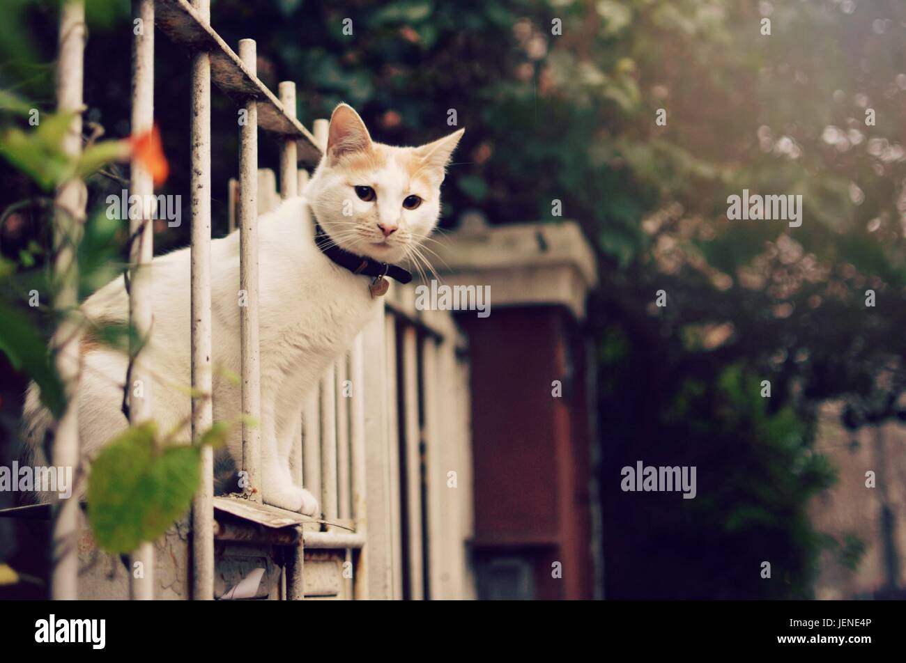 Katze auf der Suche durch einen Metallzaun Stockfoto
