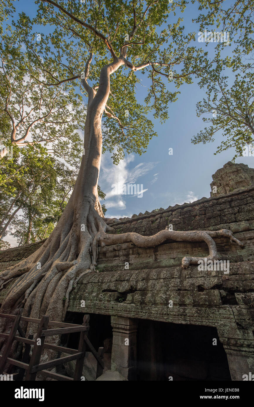 Baumwurzel wachsen im Tempel Ta Prohm, Angkor Wat, Siem Reap, Kambodscha Stockfoto