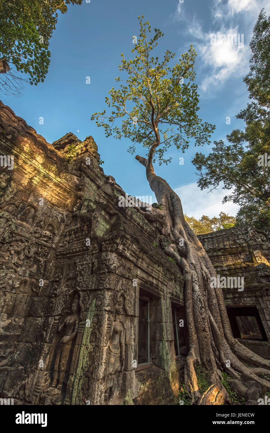 Baumwurzel wachsen im Tempel Ta Prohm, Angkor Wat, Siem Reap, Kambodscha Stockfoto