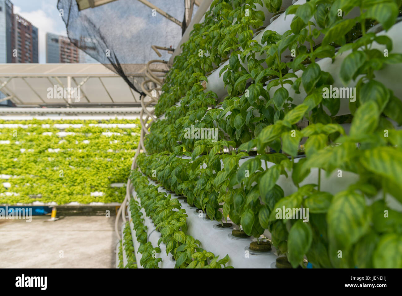 Vertikale Landwirtschaft, Singapur Stockfoto