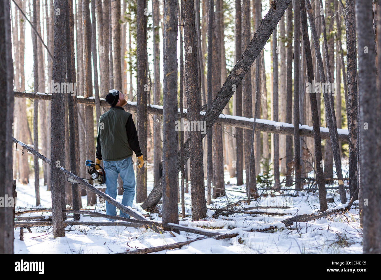 Mann zu Fuß durch Wald mit Kettensäge nachschlagen Stockfoto