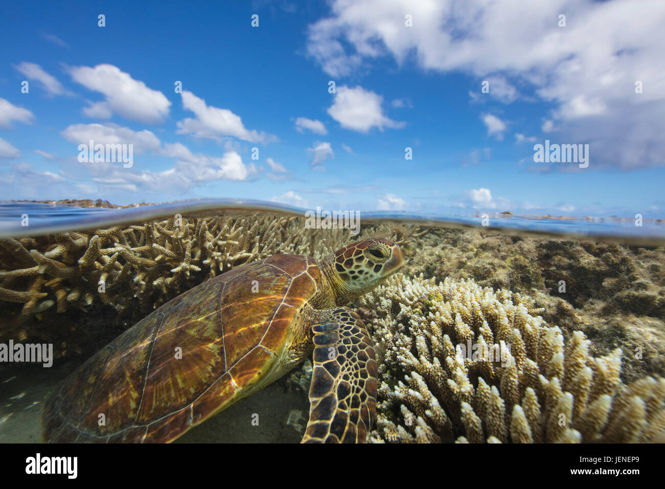 Grüne Meeresschildkröten schwimmen über ein Korallenriff, Lady Elliot Island, Queensland, Australien Stockfoto