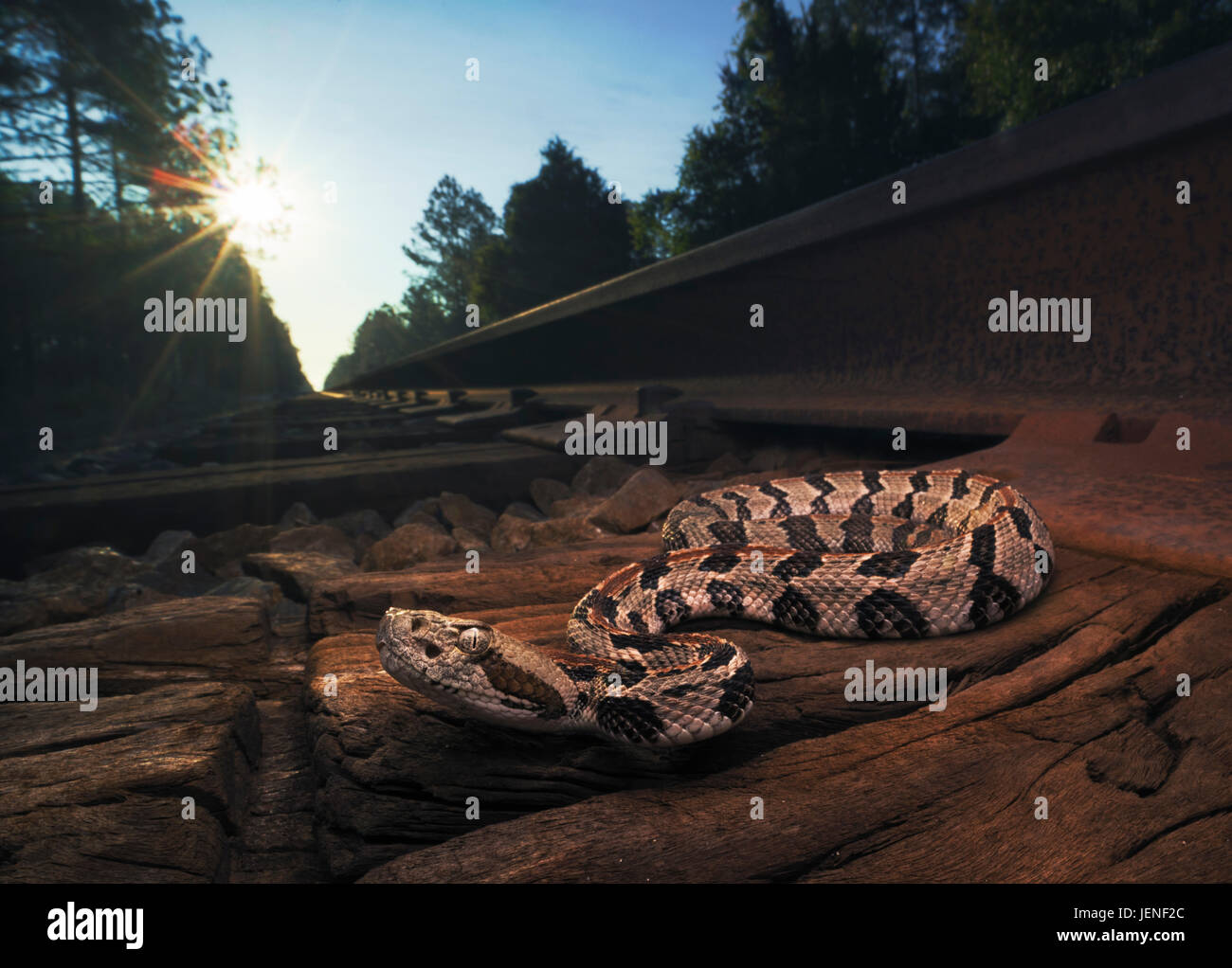 Wilde Holzrasselnake (Crotalus horridus) auf Zugtacks bei Sonnenaufgang, Florida, Vereinigte Staaten Stockfoto