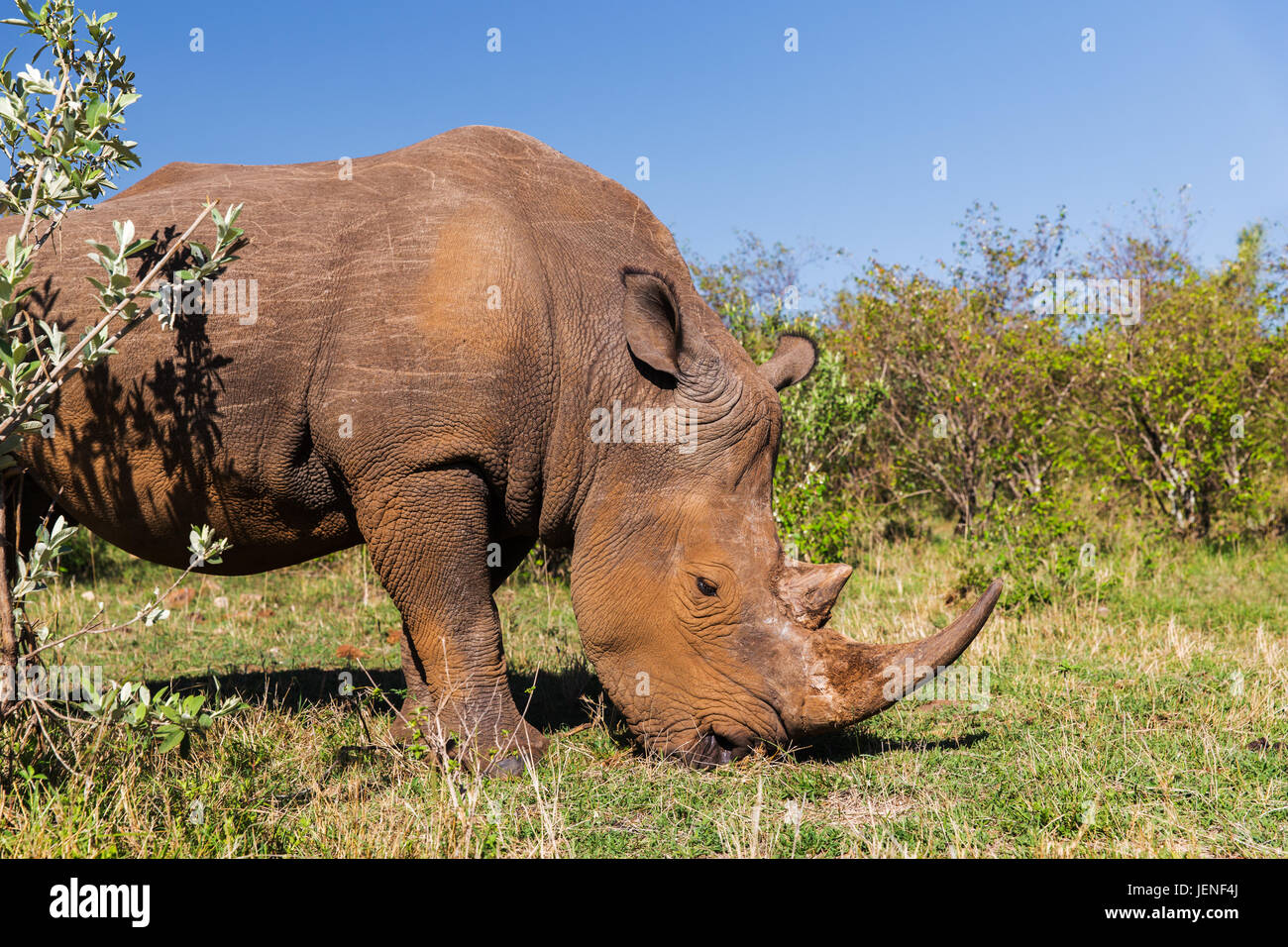 Rhino Beweidung in der Savanne in Afrika Stockfoto