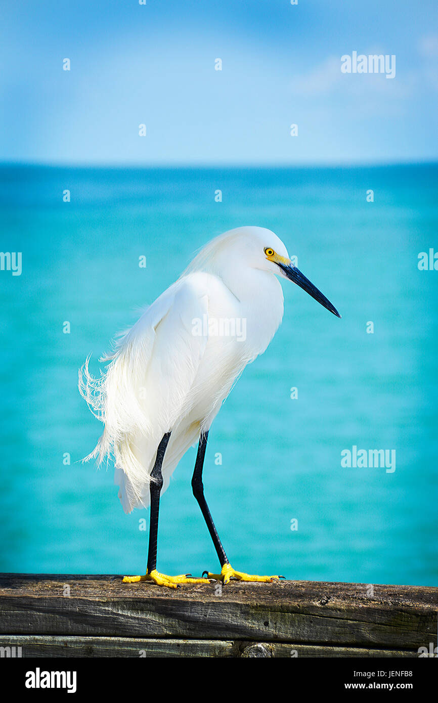 Ein schönen verschneiten Egret Seevogel verweilt auf einen Holzsteg mit blauem Meer und Himmel mit verschneiten weiße Federn und leuchtend gelbe Füße schauen neugierig Stockfoto