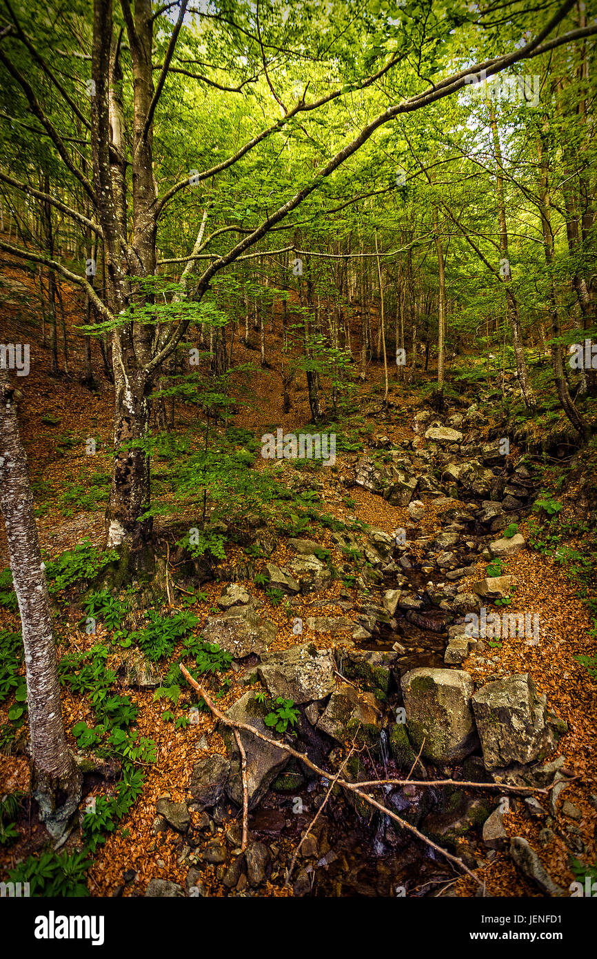 Italien Ligurien Aveto Regional Park - stream Stockfoto