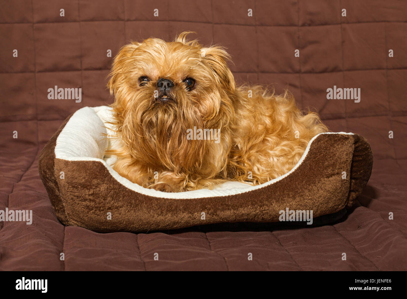 Ist Hund Rasse Brüsseler Griffon im Bett Stockfoto
