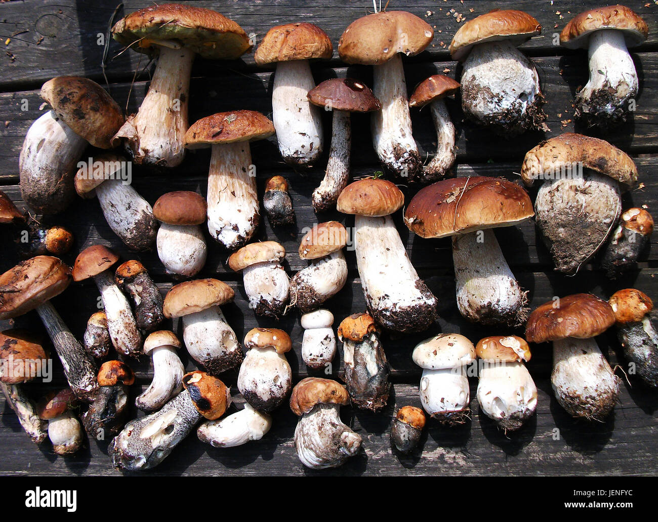 Essen aus dem wald -Fotos und -Bildmaterial in hoher Auflösung - Seite ...