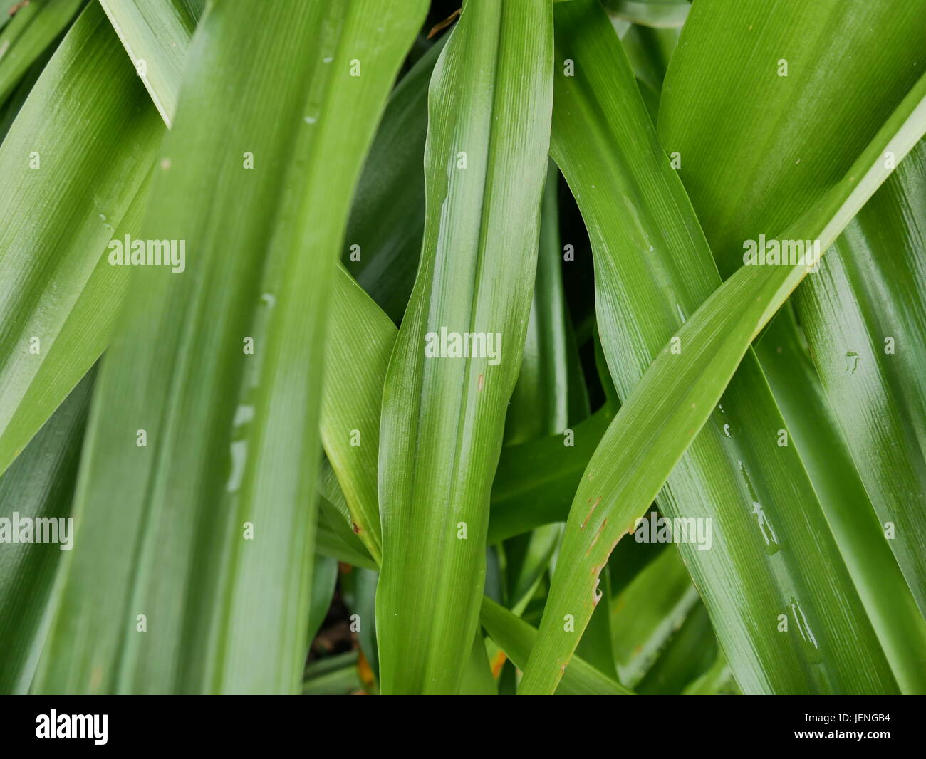 Lange blätter pflanzen Fotos und Bildmaterial in hoher Auflösung Alamy