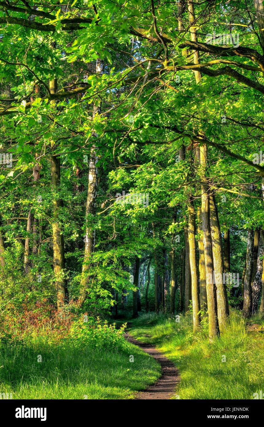 Grüne Frühlingslandschaft. Weg im Wald. Stockfoto