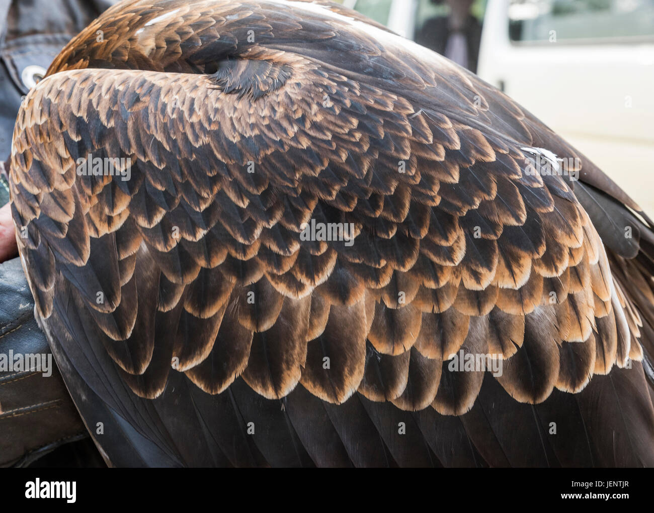 Wedge - Tailed Eagle Stockfoto