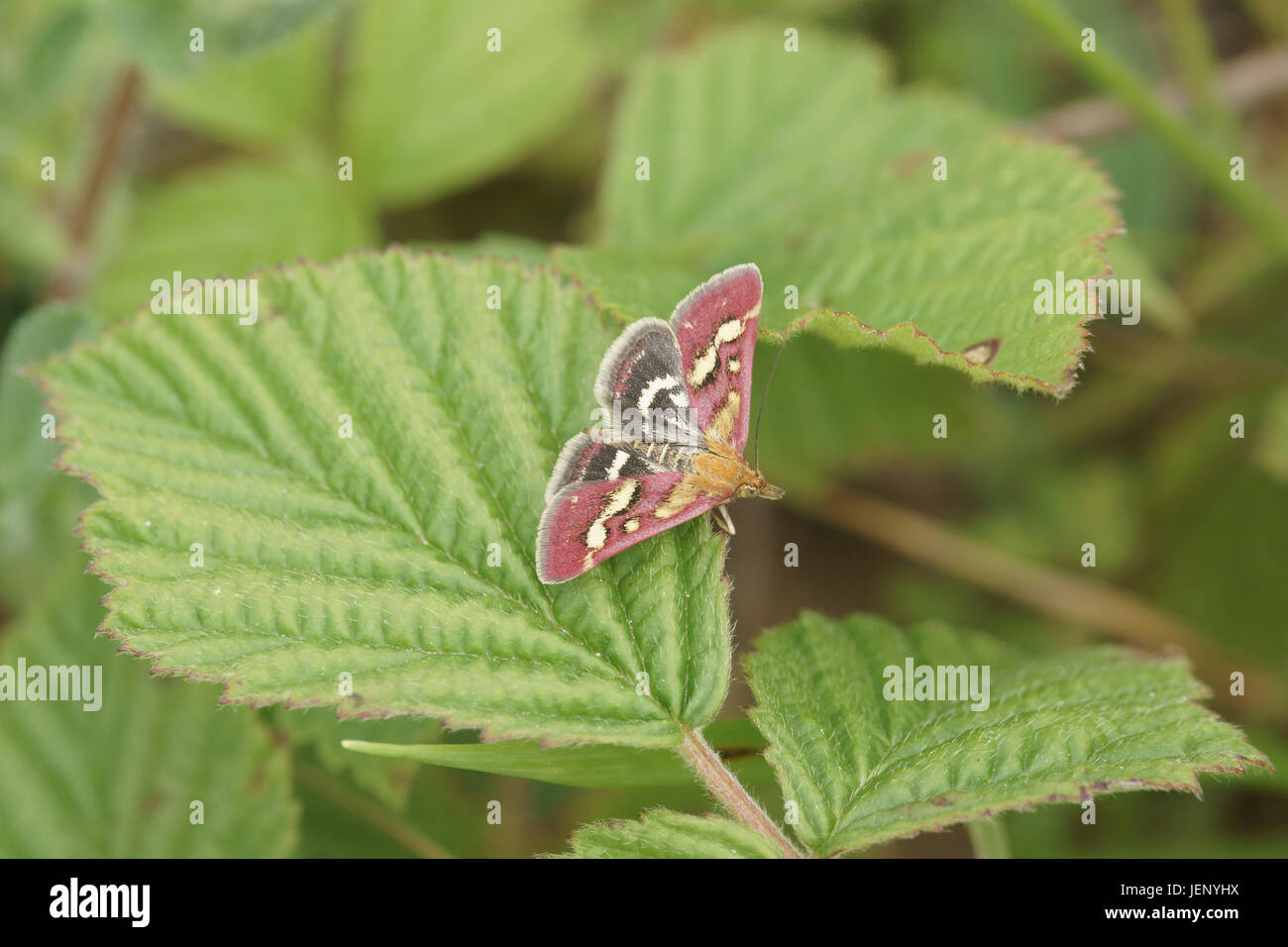 Pyrausta purpuralis Stockfoto