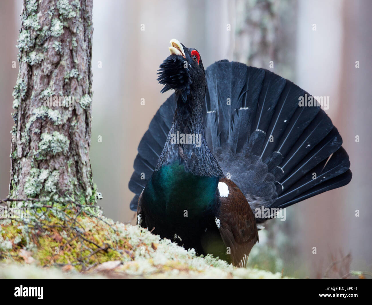 Auerhahn Stockfoto