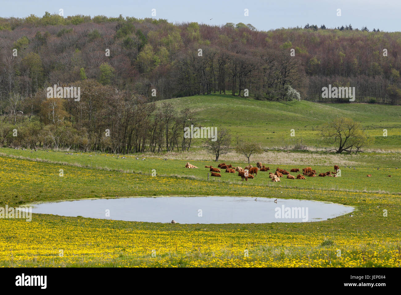 Bio-Felder mit Wasserloch, weidenden Kühen und blühenden Löwenzahn in der Nähe von Tystrup-Bavelse-See und Tamosen, Suserup, Sorø, Dänemark Stockfoto