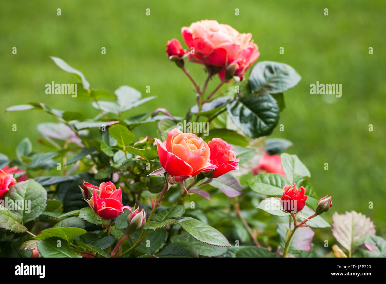 Rote Rosen wachsen im Sommer. Nahaufnahme Foto mit selektiven Fokus Stockfoto