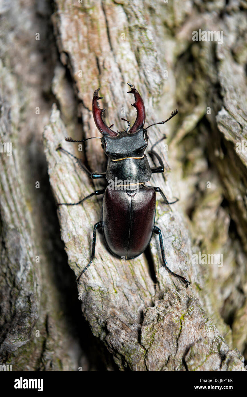 Schweden blekinge käfer -Fotos und -Bildmaterial in hoher Auflösung – Alamy