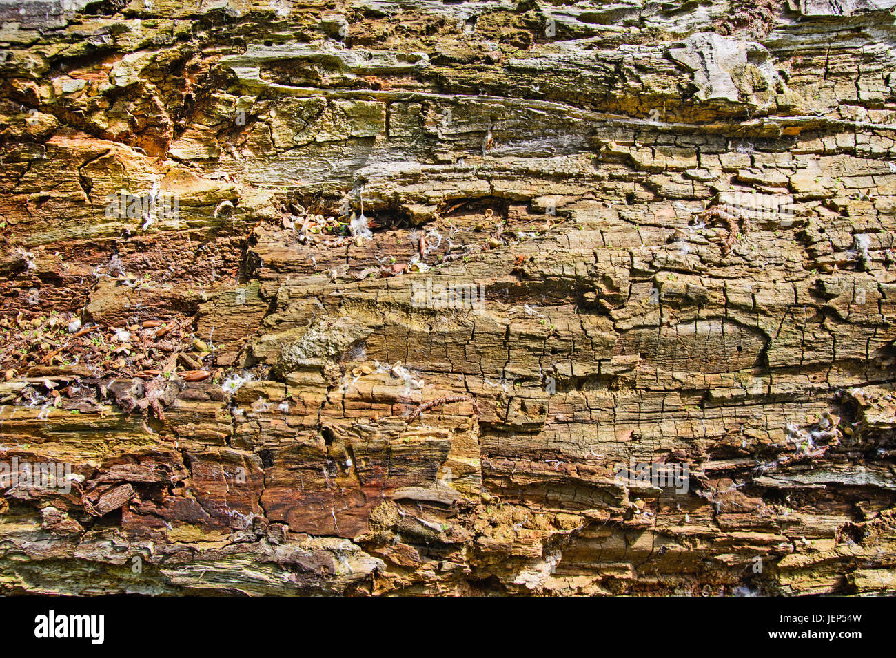 Faulen Baum ging in den Wald und die Natur und Wetter zerstört. Stockfoto