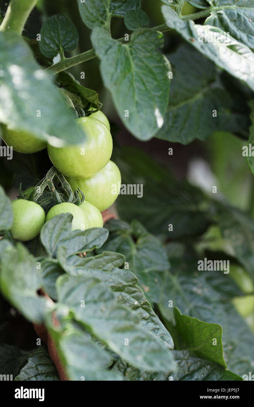 Grüne Bio Cherry-Tomaten wachsen an den Rebstöcken. Extrem geringe Schärfentiefe mit selektiven Fokus. Stockfoto