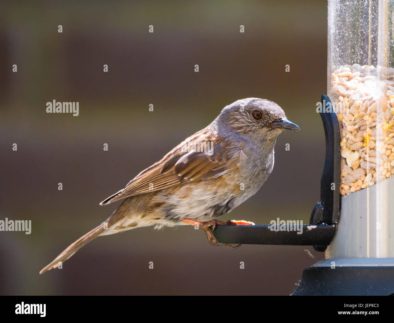 Porträt von Erwachsenen Heckenbraunelle Prunella Modularis, sitzen und suchen vor dem Verzehr von Rohr Futterhaus mit Samen Stockfoto