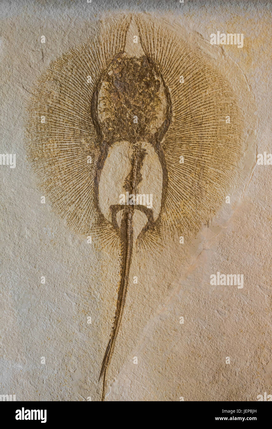 Stingray Fossil, durch Bruce Montagne Stockfoto