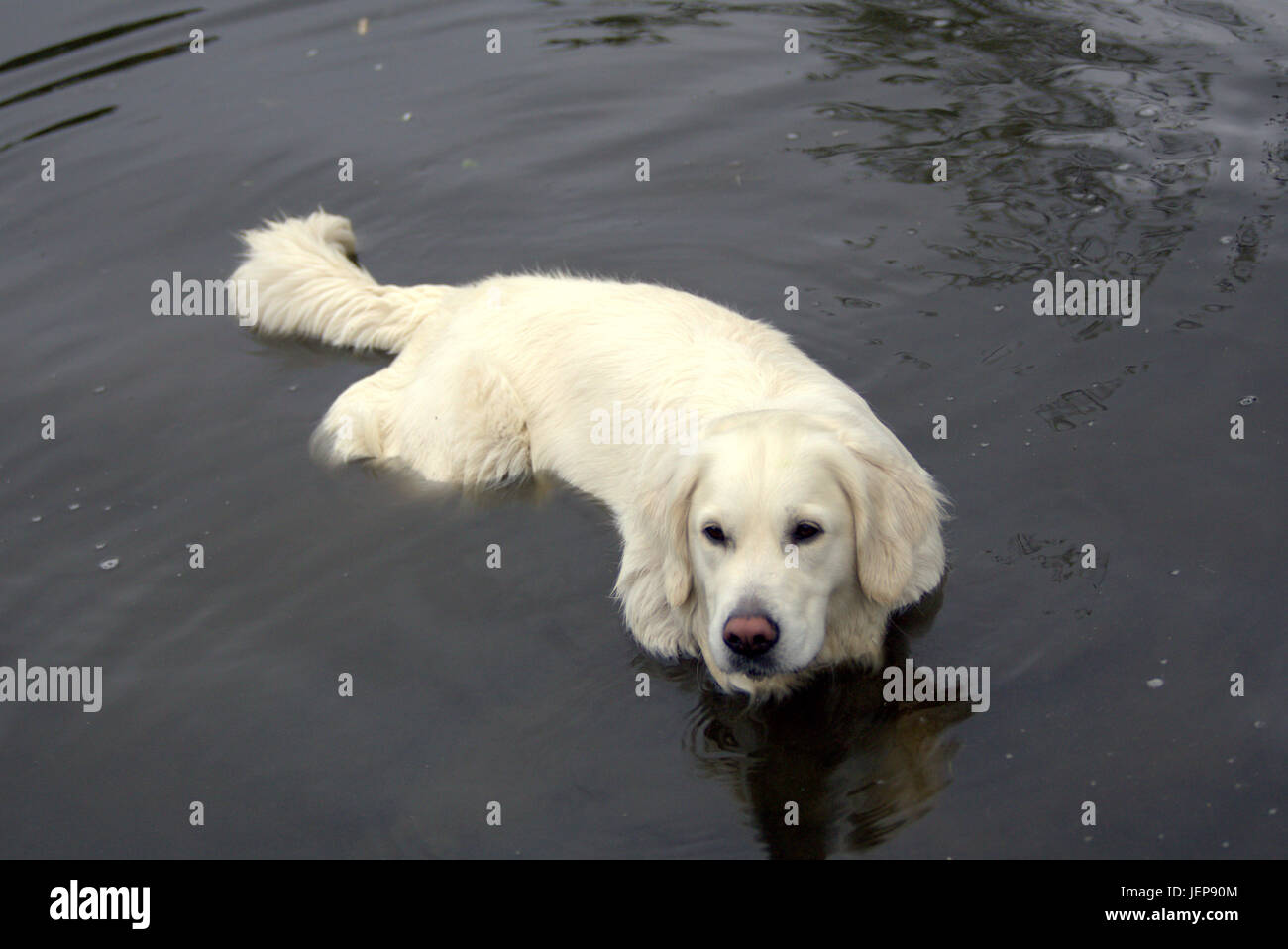Wetter im Sommer kehrt zurück und Menschen genießen Sie den Sommer im Kelvingrove Park und ein langhaariger Retriever kühlt Reid Brunnen Schottland Fänge einige Stockfoto