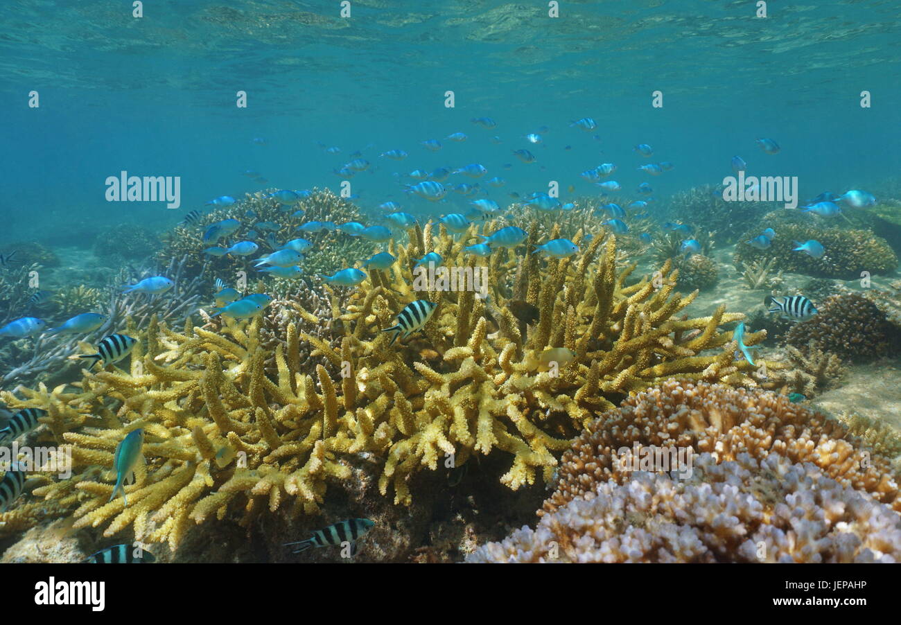 Seichten Korallenriff mit einer Schule des Fisches, meist blau-grünen Chromis Chromis Viridis, Lagune von Grand Terre Insel, Neu-Kaledonien, Pazifik Stockfoto