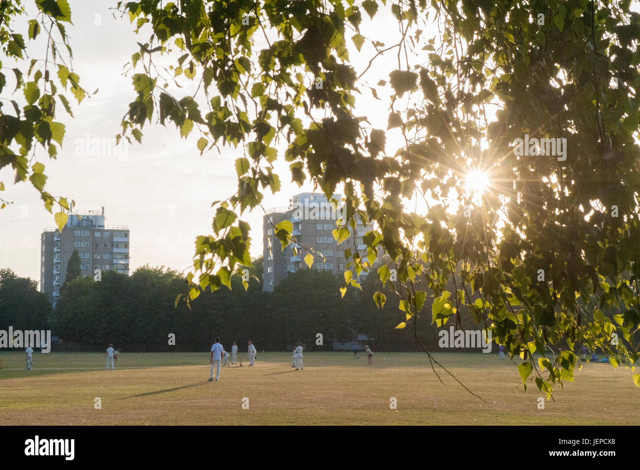 Abend-Cricket in der Abenddämmerung in London Stockfoto