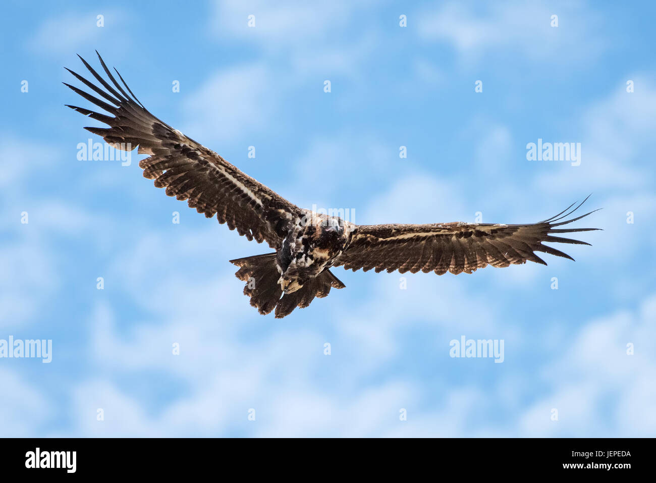 Wedge - Tailed Eagle Stockfoto