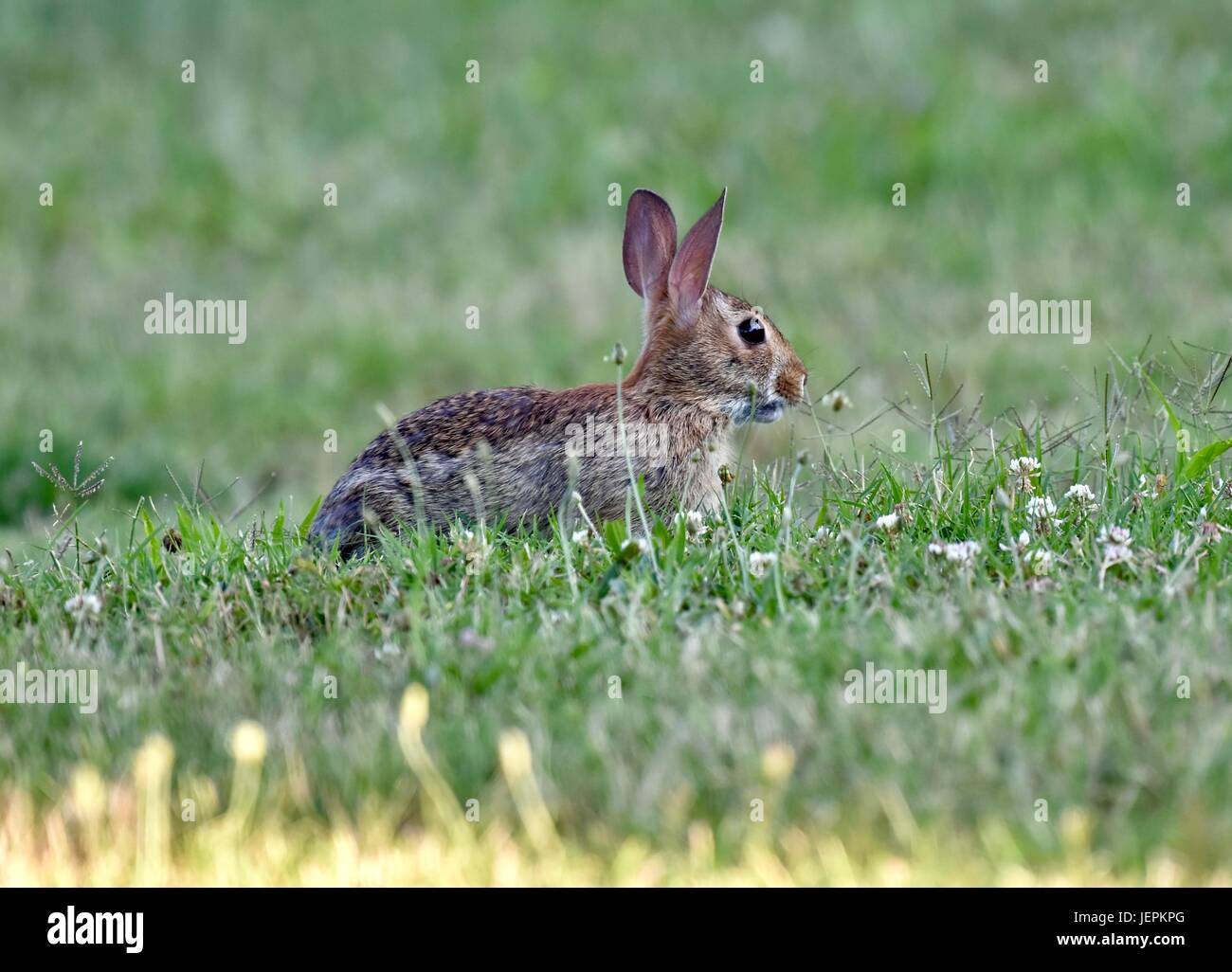 Östlichen Cottontail Kaninchen (Sylvilagus Floridanus) Stockfoto