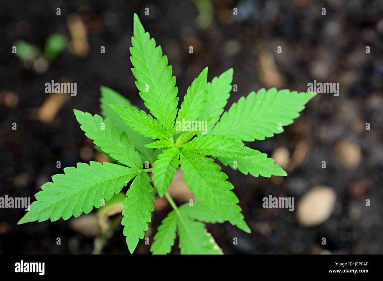 Draufsicht auf eine wachsende Cannabispflanze mit Boden-Hintergrund. Stockfoto