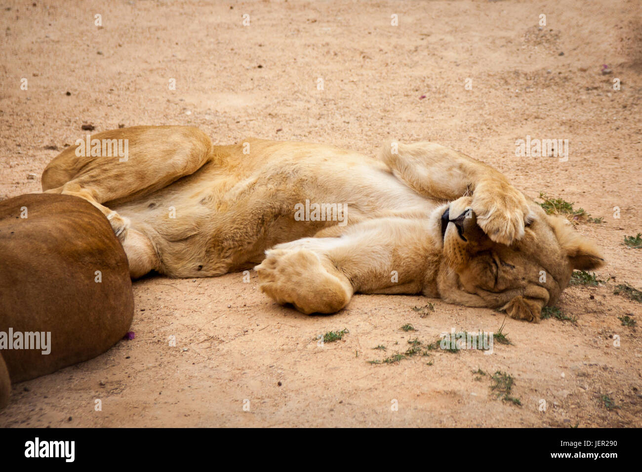 Müde Löwin verbergen ihr Gesicht, Afrika Stockfoto