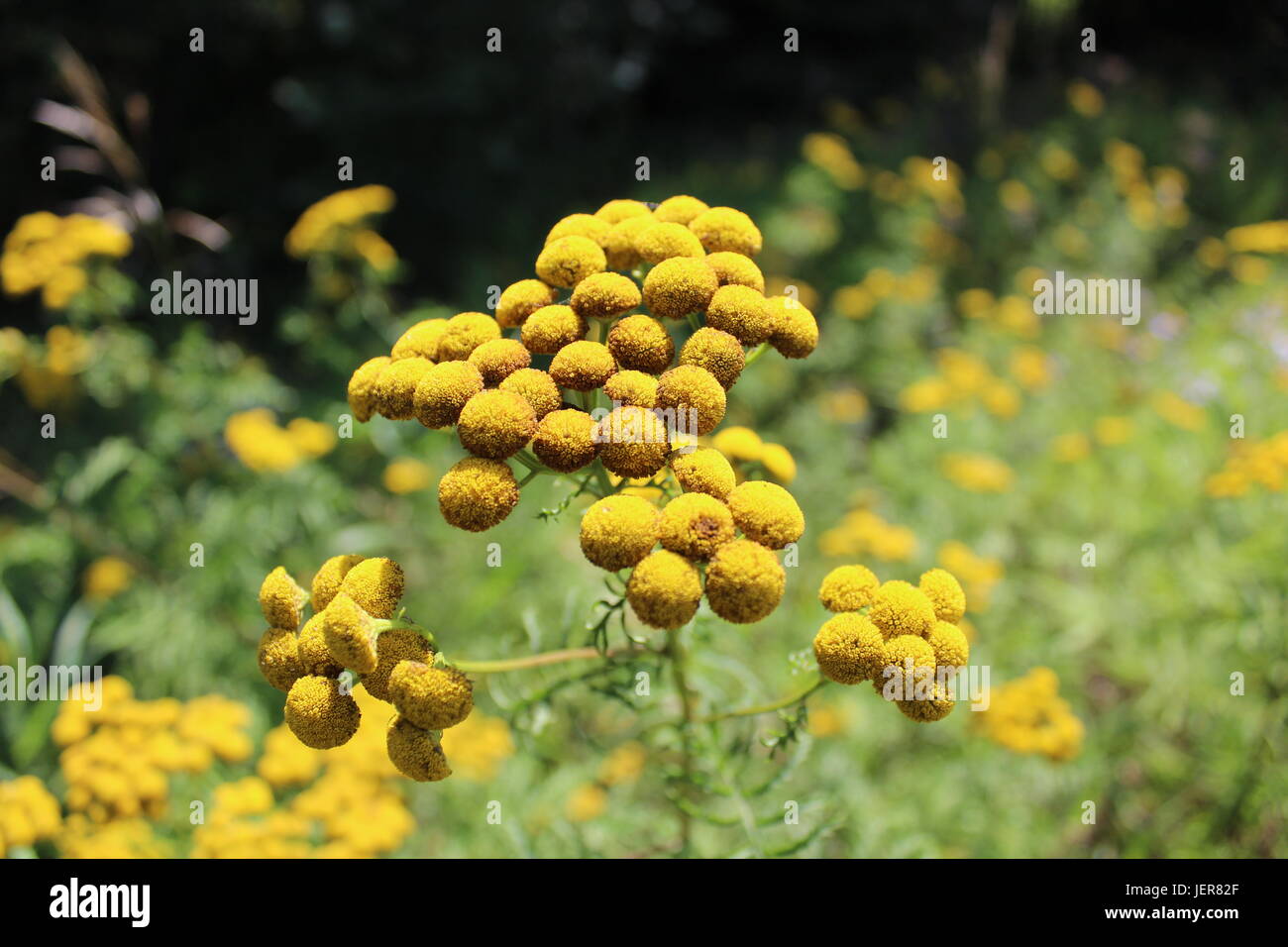 Gelb ist eine glückliche Farbe! Blumen am Straßenrand. Stockfoto