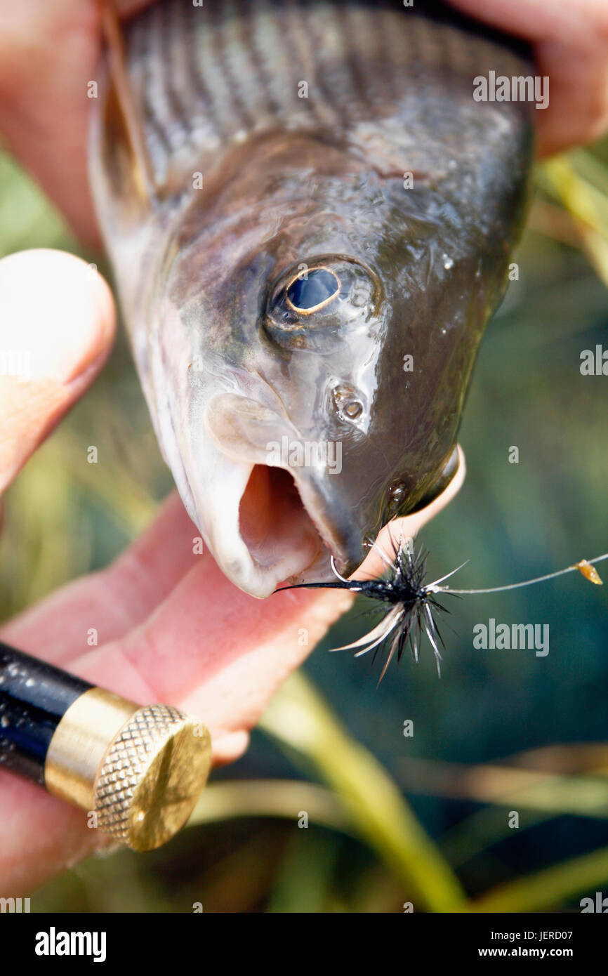 Fisch am Haken Stockfoto