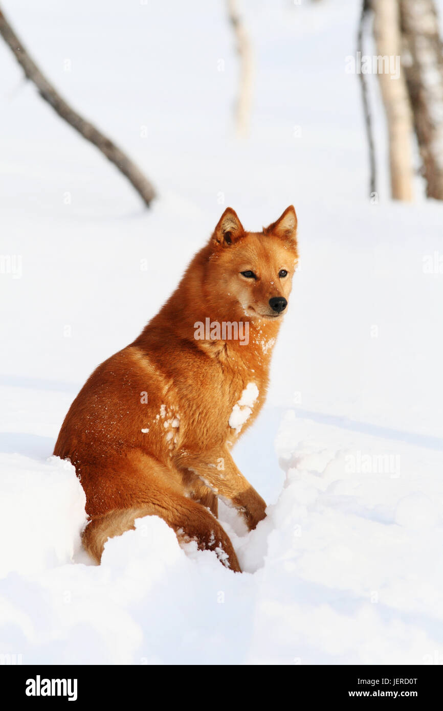 Ingwer-Hund Standortwahl Stockfoto