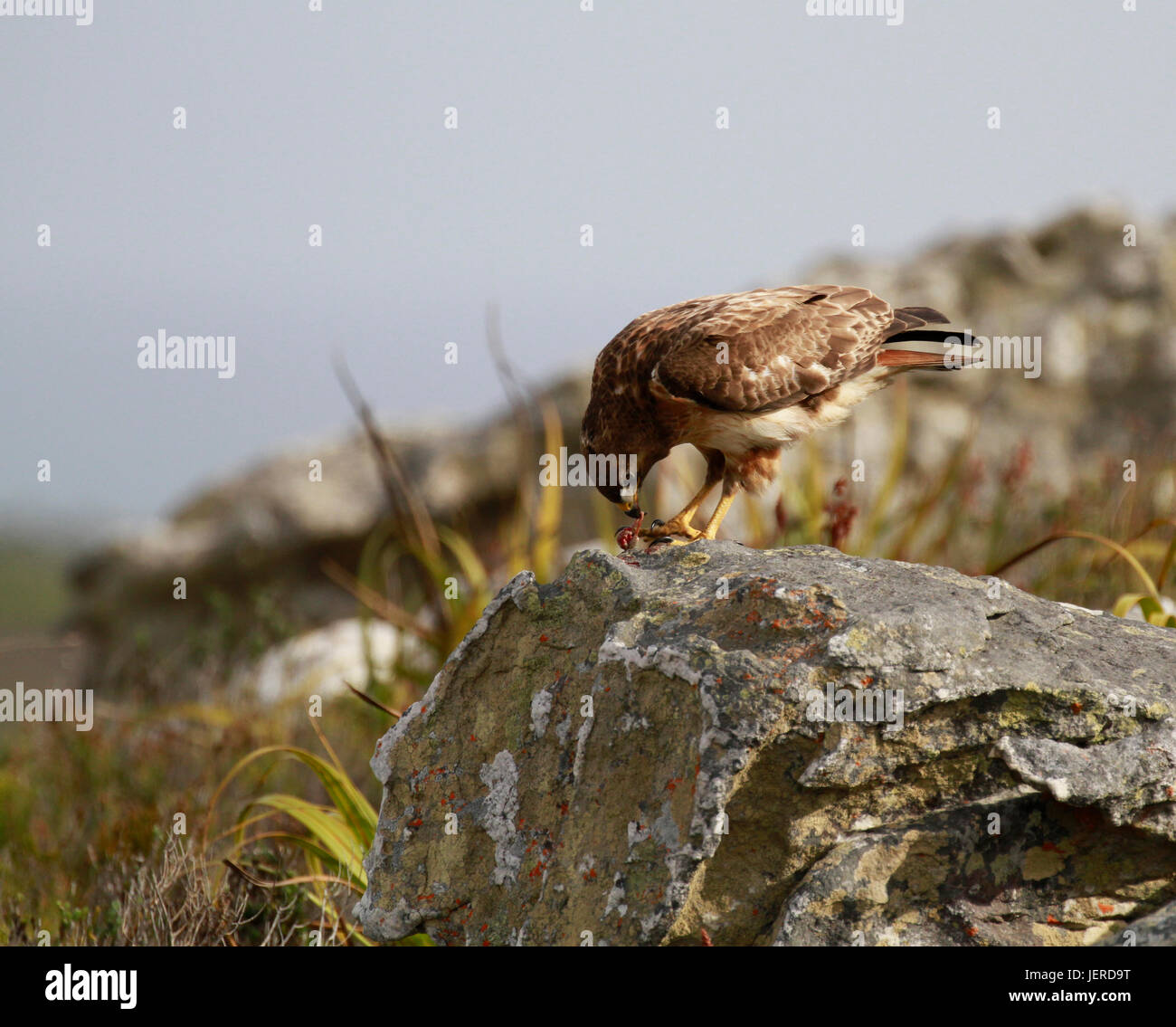 Eine Steppe Bussard (Buteo Vulpinus) Essen seine Beute in der Cape Good Hope Nature Reserve, Cape Town, Südafrika. Stockfoto