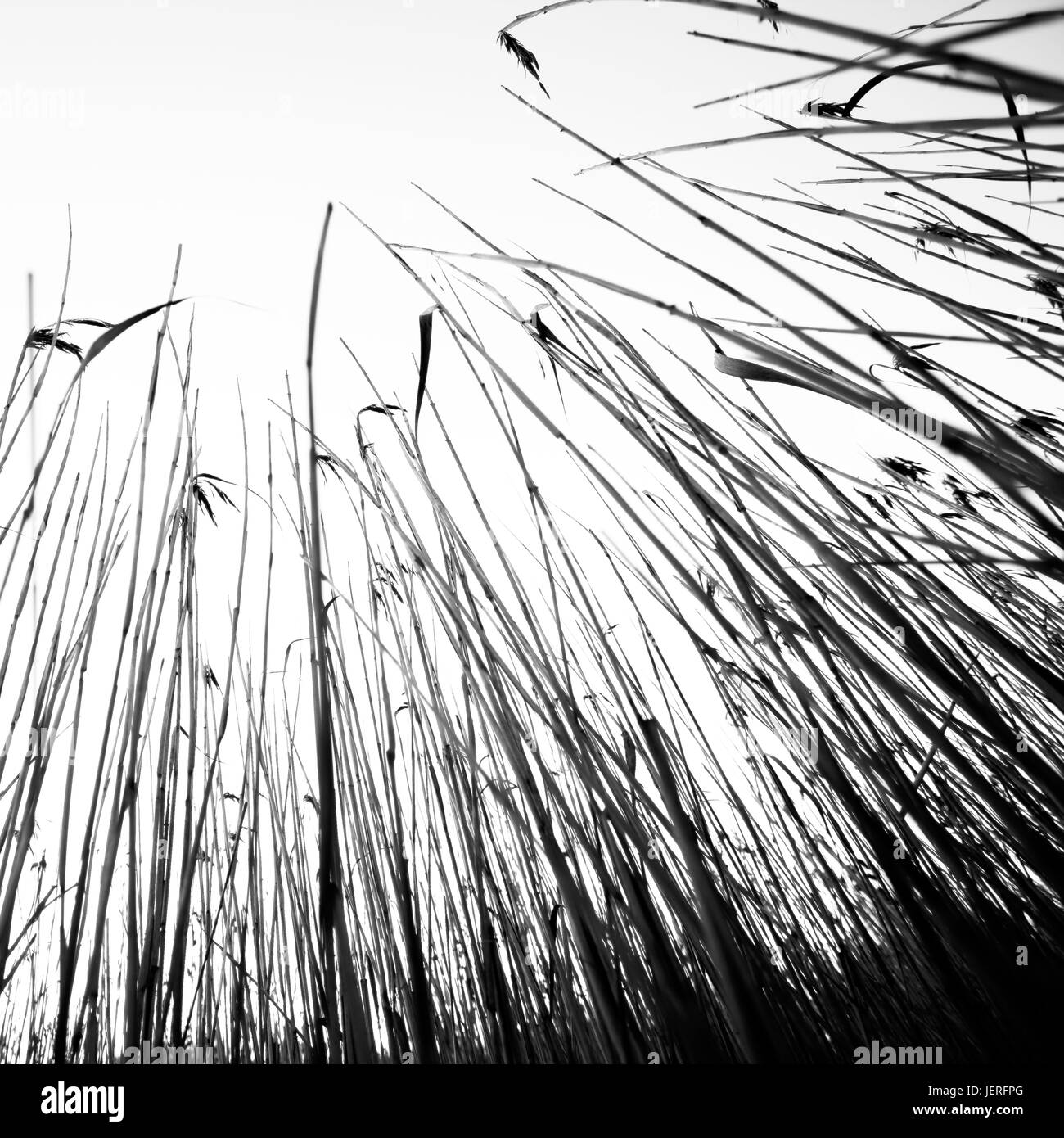 Gras, Low Angle View Stockfoto