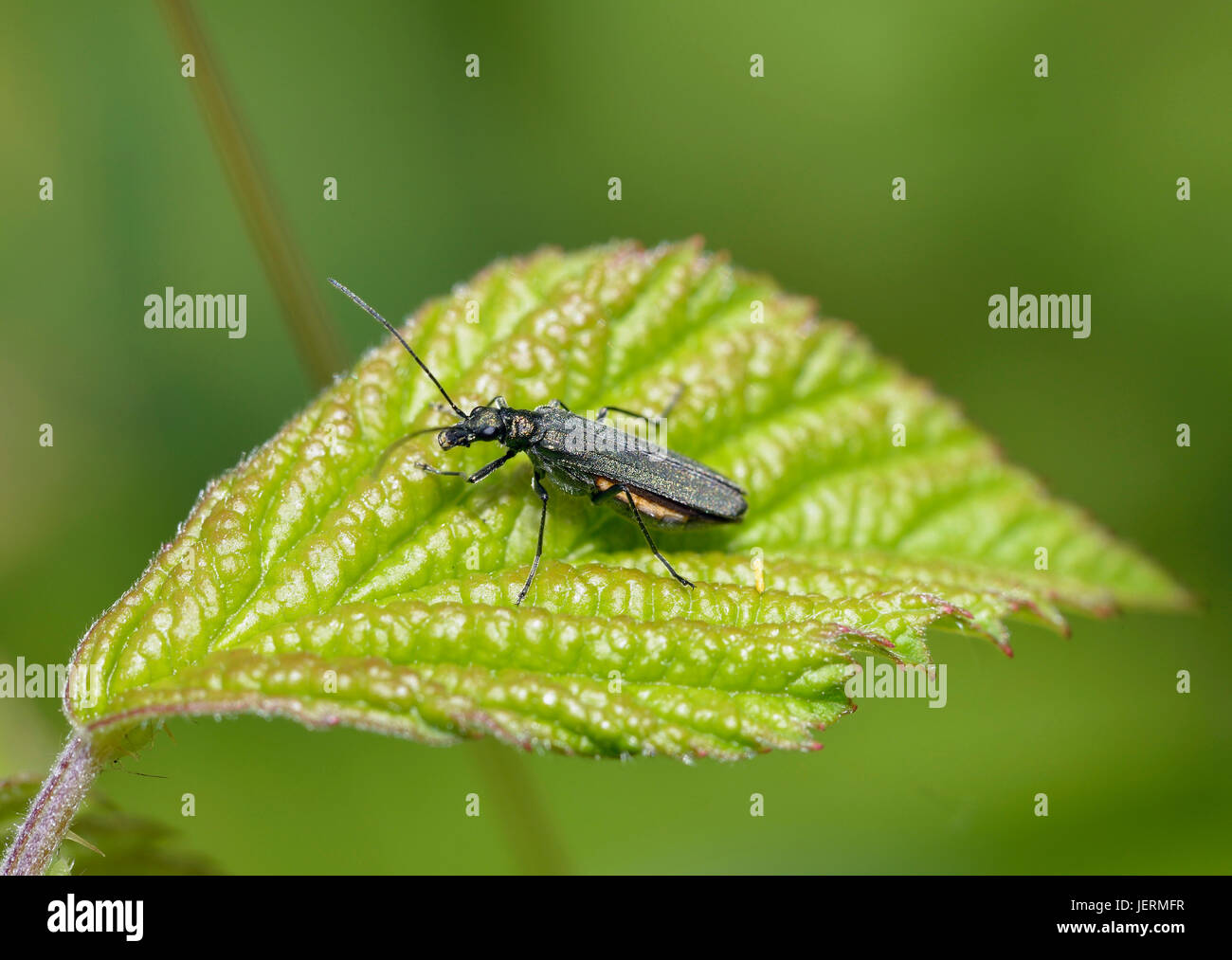 Oedemera Lurida - eine falsche Blister Beetle auf Blatt Stockfoto