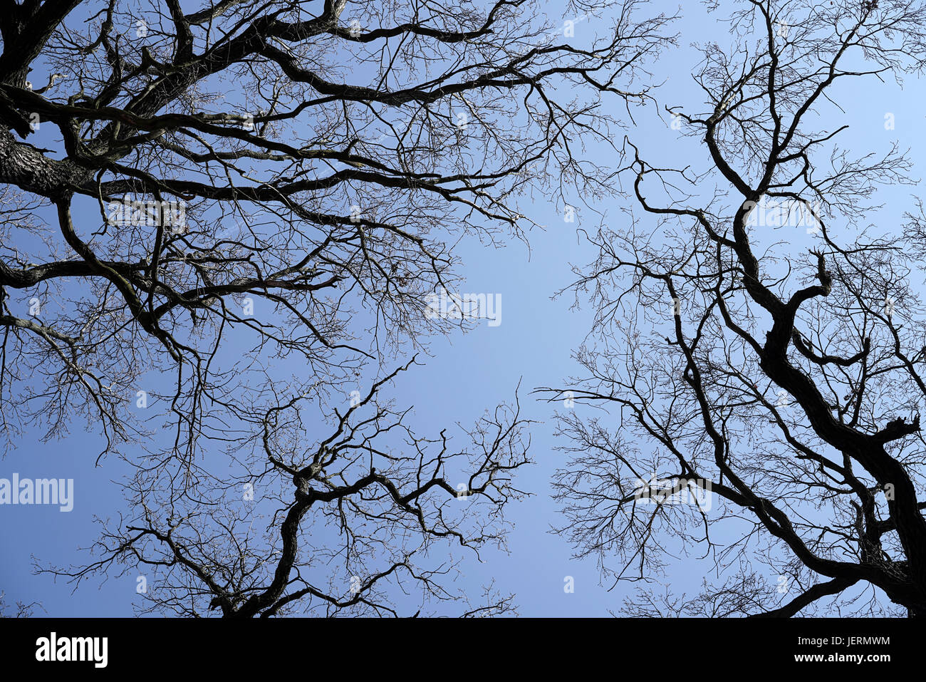 Baumkronen der Eichen ohne Blätter im Winter Stockfoto
