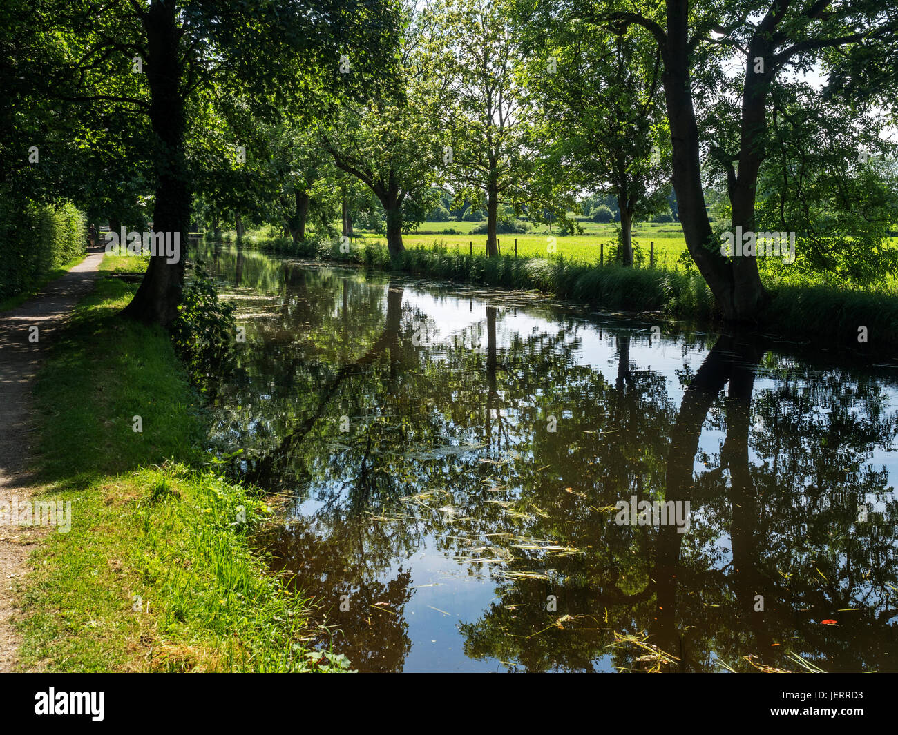 Sommer-Bäume am Ripon Kanal bei Ripon North Yorkshire England Stockfoto