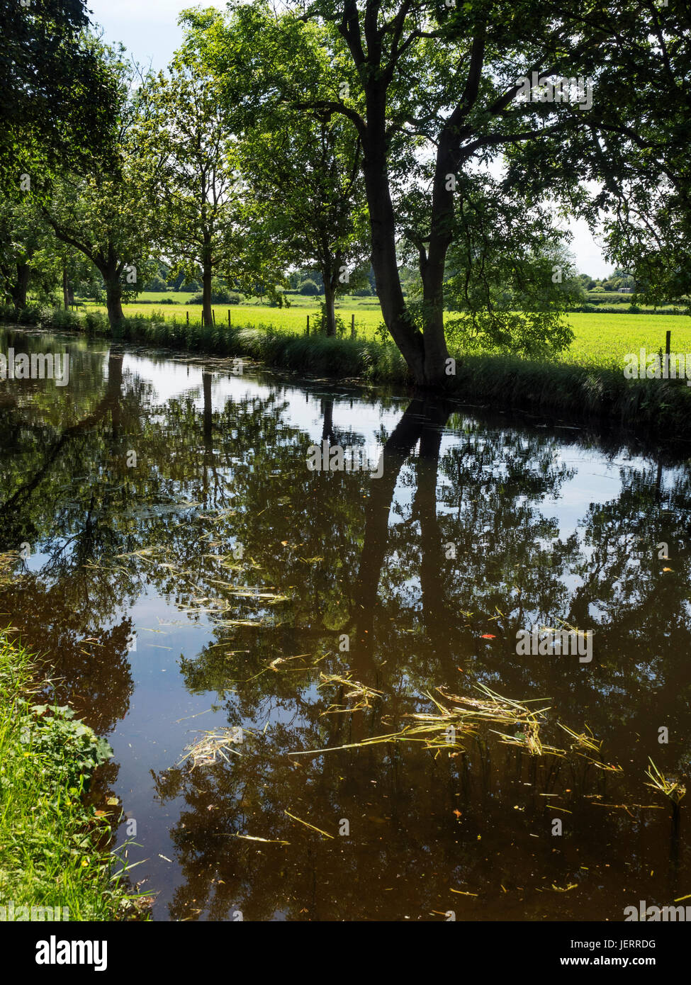 Sommer-Bäume am Ripon Kanal bei Ripon North Yorkshire England Stockfoto